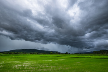 Naklejka na ściany i meble Rain Clouds Over Rice Field