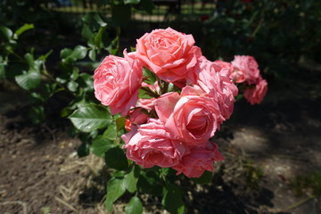 Bush of pink roses in full bloom in the garden