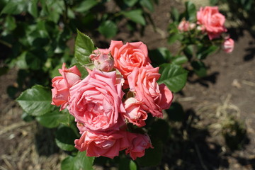 Florescence of pink rose bush in the garden