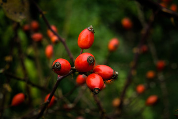 red berries on a tree