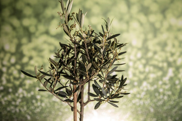 Olive tree and bottles with oil, olives on a wood table