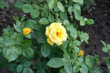 Flower and buds of yellow garden rose in May