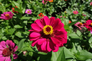 Dark magenta colored flower head of zinnia