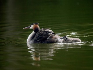 duck in water