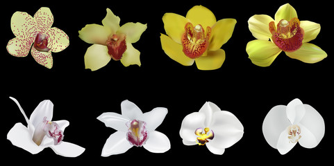 eight orchid blooms on black