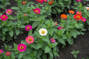 Red, pink, orange, white and magenta colored flowers of zinnia