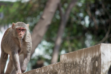 The Rhesus Macaque Monkey  under the tree and looking away