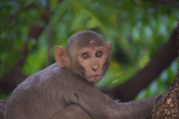 The Rhesus Macaque Monkey sitting under the tree and looking away