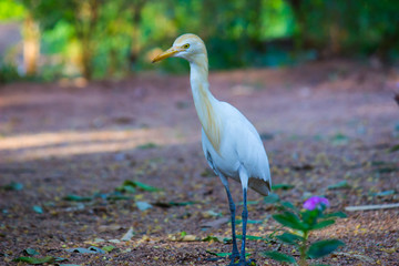  A Portrait of Pigeon on the grass in its natural habitat in a soft green blurry background