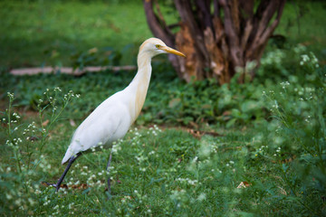  A Portrait of Pigeon on the grass in its natural habitat in a soft green blurry background