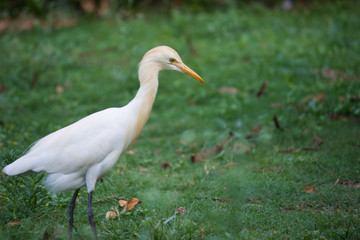  A Portrait of Pigeon on the grass in its natural habitat in a soft green blurry background