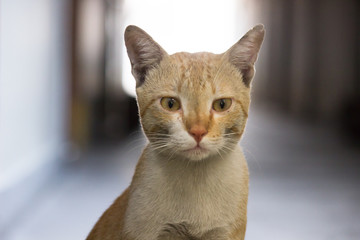 A Portrait of a Cat Sitting Calmly and looking away