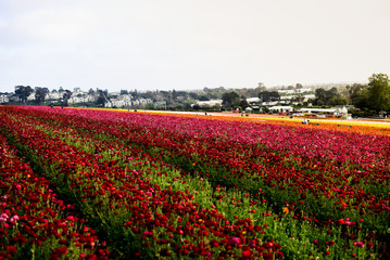 Ranunculus and peonies flower fields in Carlsbad California 