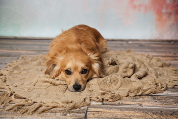 treuer Hund