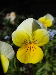 Obraz premium fleur