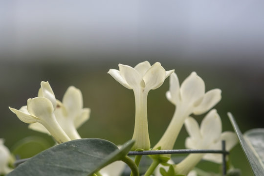 Stephanotis floribunda jasminoides Madagascar jasmine