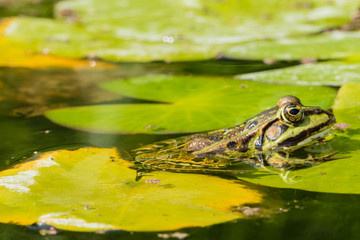 Frog sitting in Pond under Water Frosch sitzt unter Wasser