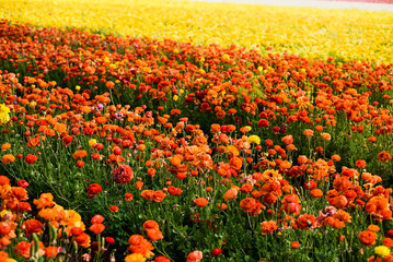 Ranunculus and peonies flower fields in Carlsbad California 