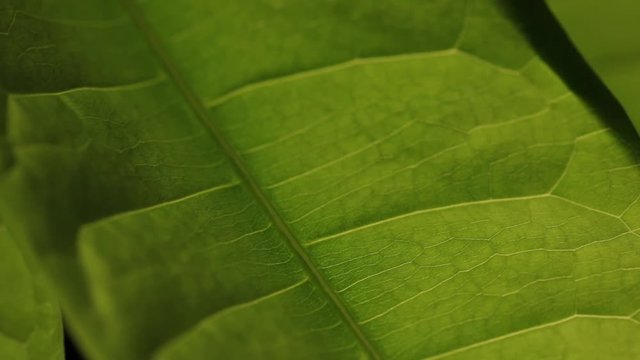 Blatt - Kamerafahrt