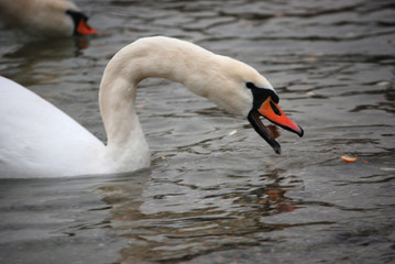 Ein weißer Schwan schwimmt in einem Teich