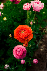 Ranunculus and peonies flower fields in Carlsbad California 