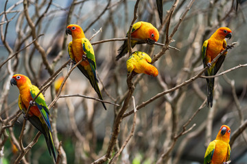Beautiful colorful sun conure parrot birds