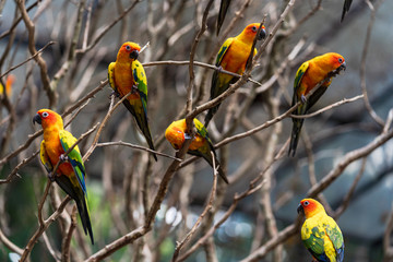 Beautiful colorful sun conure parrot birds