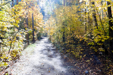 Autumn forest nature. Vivid morning in colorful forest with sun rays through branches of trees.