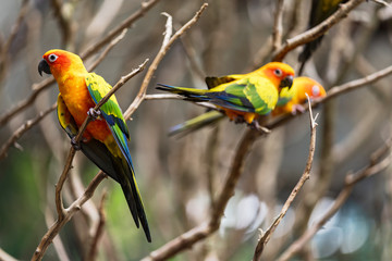 Beautiful colorful sun conure parrot birds