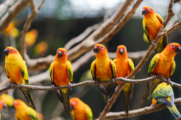 Beautiful colorful sun conure parrot birds