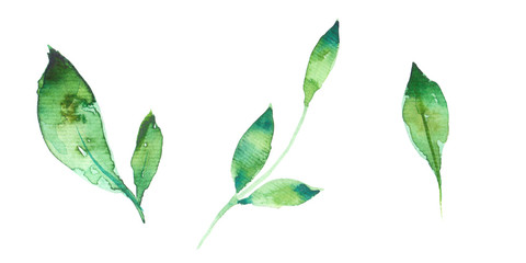 set of green leaves, watercolor, isolated on white background, hand painted