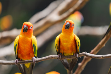 Beautiful colorful sun conure parrot birds