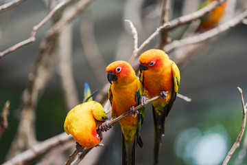 Beautiful colorful sun conure parrot birds