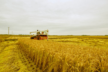 Fototapeta premium Luannan County, Hebei Province - October 20, 2016. In the cloudy background, harvesters harvested rice intensively.