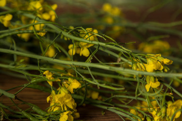 Rapeseed flowers and rapeseed oil in a bottle on the table