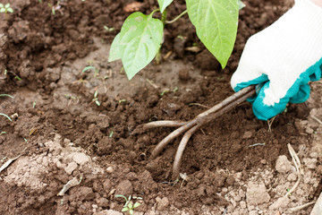Female hand in a working glove loosening a bed of garden tools.