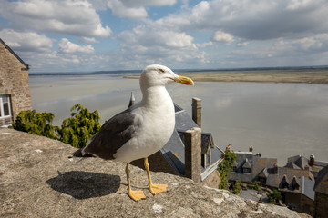 Seagull at Le Mont Saint-Michel, medieval fortified abbey and village on a tidal island in the Normandy, France, at low tide