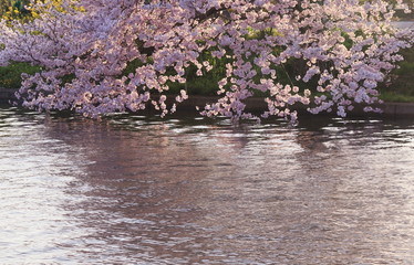 Obraz na płótnie Canvas 水辺に咲く桜
