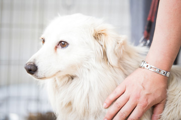 Scared white dog .Adopt a pet 