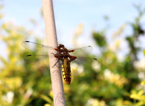Beautiful nature scene with macro picture of dragonfly on nature habitat.Insects concept.