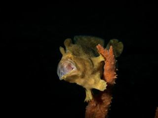 Frogfish - Antennarius commersonii