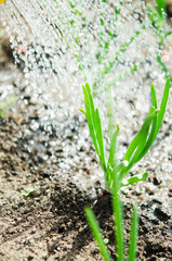 Watering the plants from a watering can.  Watering agriculture and gardening concept. - Image