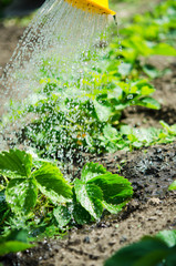 Watering the plants from a watering can.  Watering agriculture and gardening concept. - Image