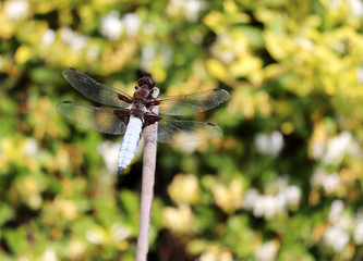 Beautiful nature scene with macro picture of dragonfly on nature habitat.Insects concept.