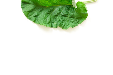 Burdock leaf (Arctium lappa) isolated on white. Medicinal plant burdock is used in herbal medicine...