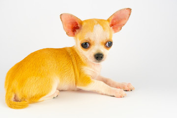 Chihuahua puppy little dog isolated on white background