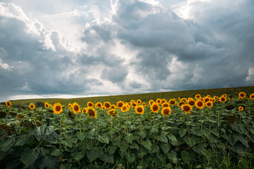 Sunflower fields before the rain.