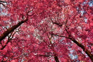 Beautiful infrared view into a purple fantasy forest