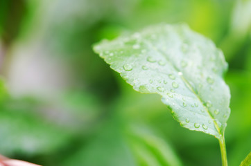 Water drops on the green leaves. Macro photography. - Image