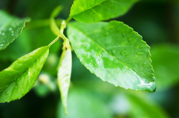 Water drops on the green leaves. Macro photography. - Image